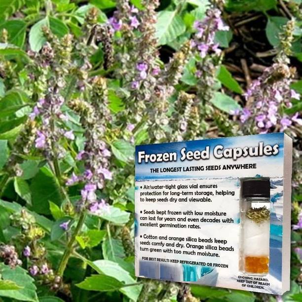 WILLVINE Vana Tulsi Long-Term Seed Storage -[2000 Seeds] Seed