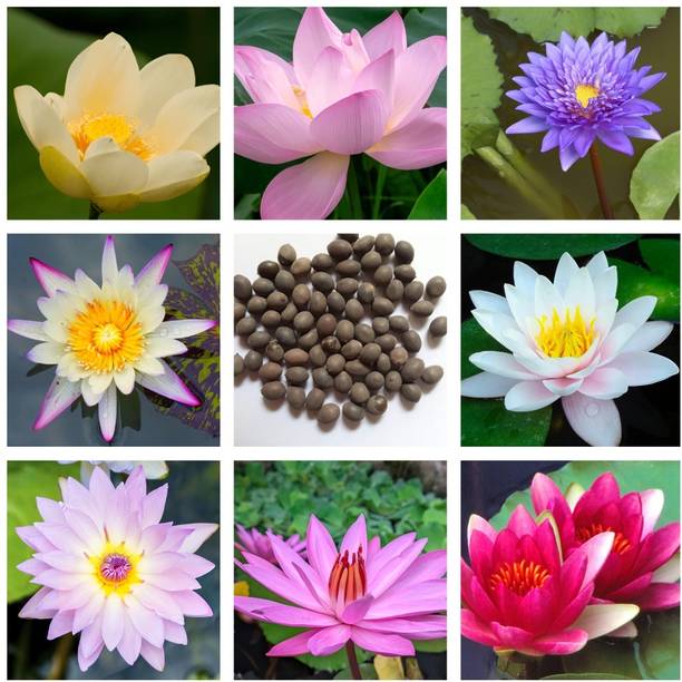 Seedsilk Original Lotus Seed