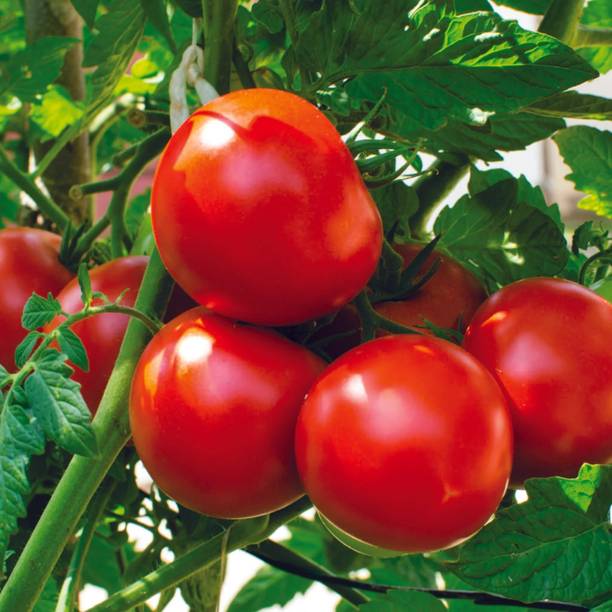 GREENSEA Hybrid Tomato Seed