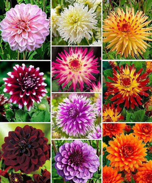 ARIAANAM Dahlia Plant Seed