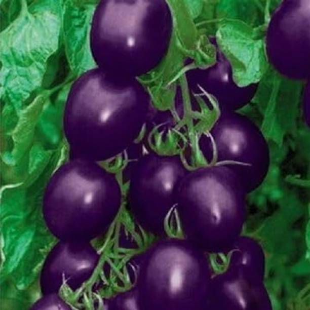 ActrovaX Purple Cherry Tomato Organic Fruit Vegetable Plant [1gm Seeds] Seed