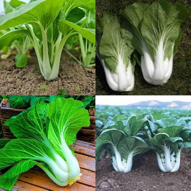 SMGOLD Pak Choi F1 Hybrids Vegetable Seed
