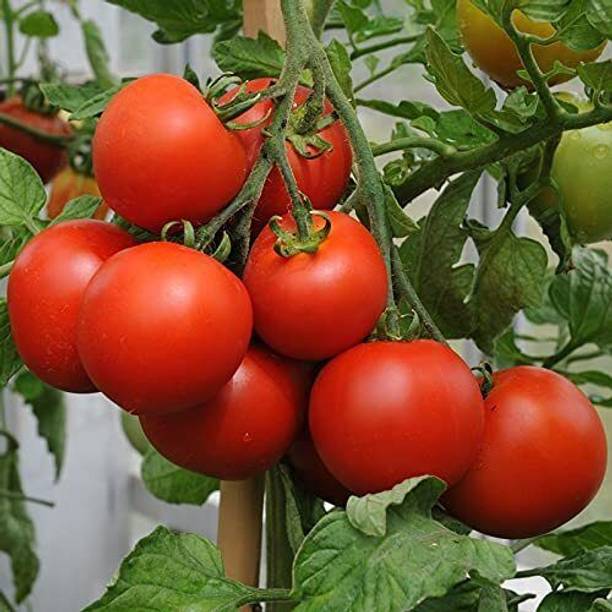 KrishnaSheeds Tomato Seed