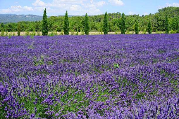 MOOFGA Lavender Seeds "Classic Spire" Seed
