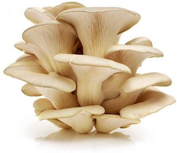 SBGARDEN Mushroom - Oyster Mushroom Spawn and Seed - 1 Kg set of 2 (500 g each) Seed