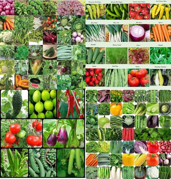 ibains Summer vegetable seeds combo biij 215 Seed