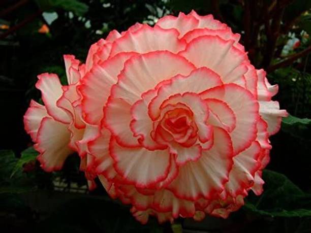 VibeX PAU-28 - Begonia Beautiful Multi-Colour Flowers - (270 Seeds) Seed