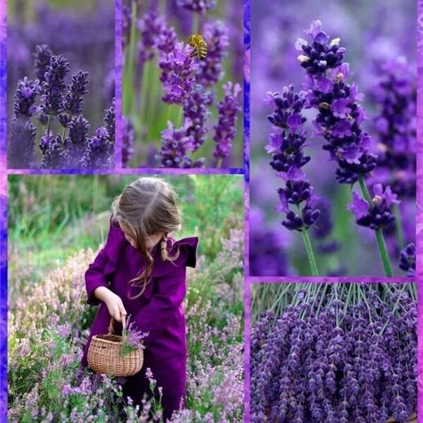 SEMINA VITA lavender buds flower seeds Seed
