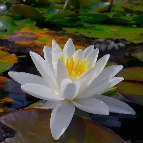 Silba Lotus (Kamal gatta) Seed