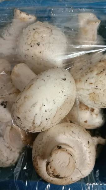 Mozette Organic mushroom herb Seed