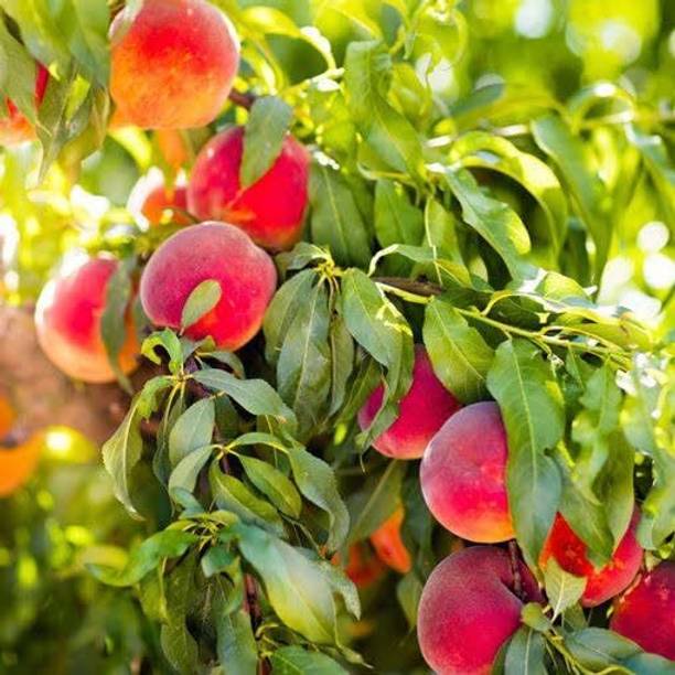 Aywal Peach Fruit Seed