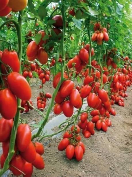 ARIAANAM F1 Hybrid Cherry Tomato Seed