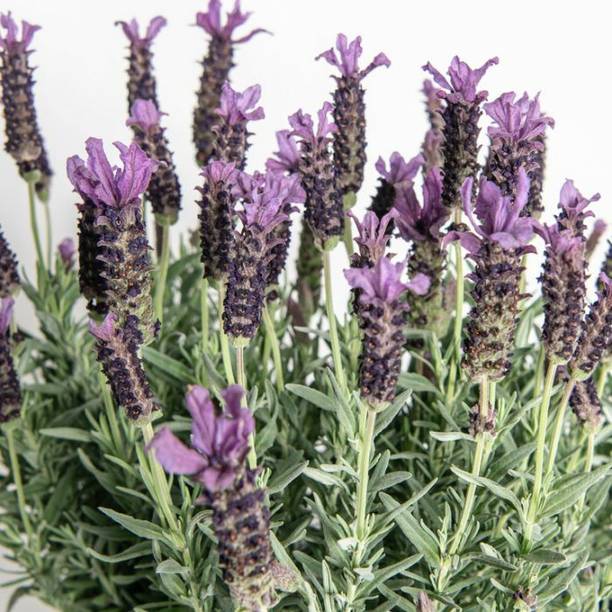 Mozette Organic lavender herb Seed