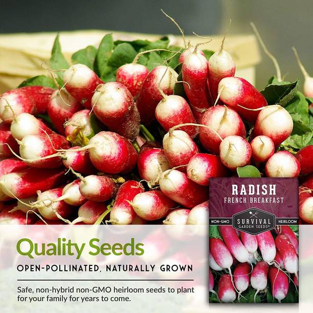 VibeX LX-13 - French Breakfast Radish - (2250 Seeds) Seed
