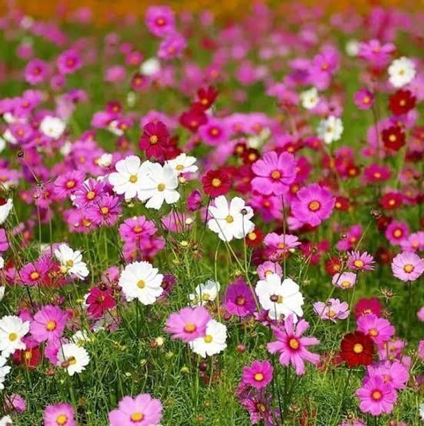 Silba Cosmos Poovu, Cosmos Flower, Kusum Seed