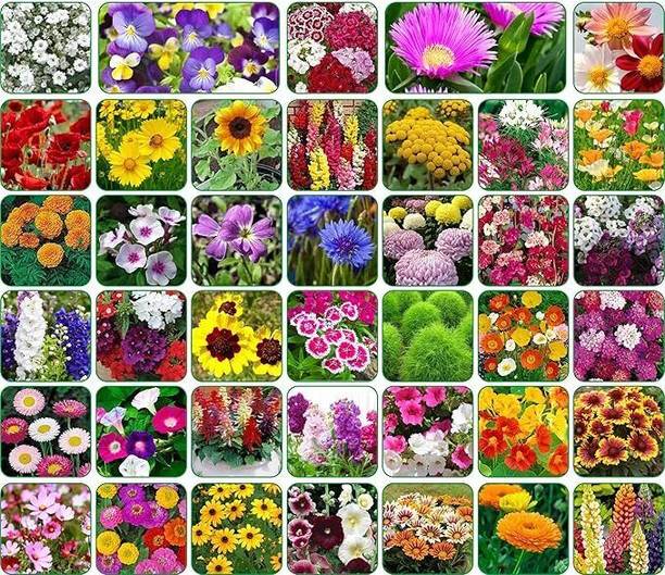 Morbih 40 Varieties Flower Seed