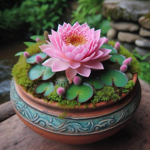 SUAA Lotus Flower Seeds mix - Indoor For Home Garden, Lotus flower seeds, seed, Lotus, Flower Seed
