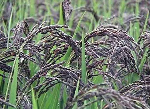 सबसीड्स ब्लैक राइस पैडी सीड बीज