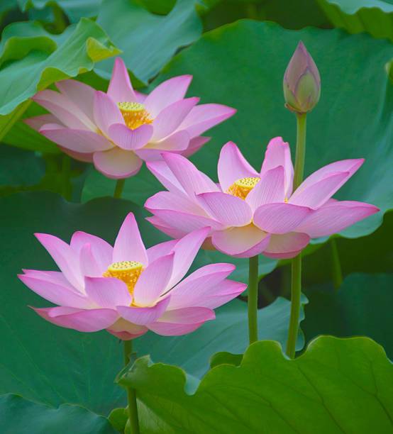 FarmCare Lotus Seed