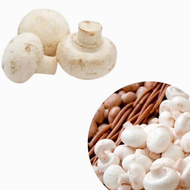 Nurseryfriend White Button Mushroom Spawn Seeds (400g) Co2 mushroom seeds suitable for growing Seed