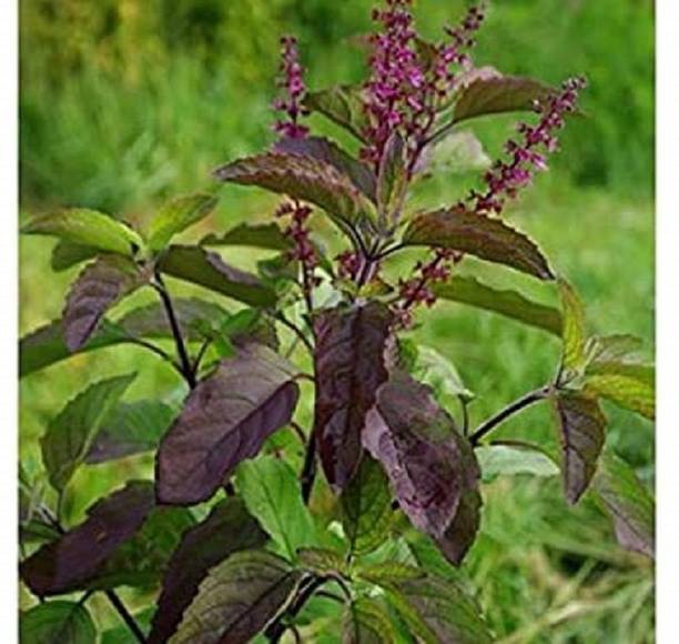 WILLVINE Red Tulsi Seed-[2000 Seeds] Seed