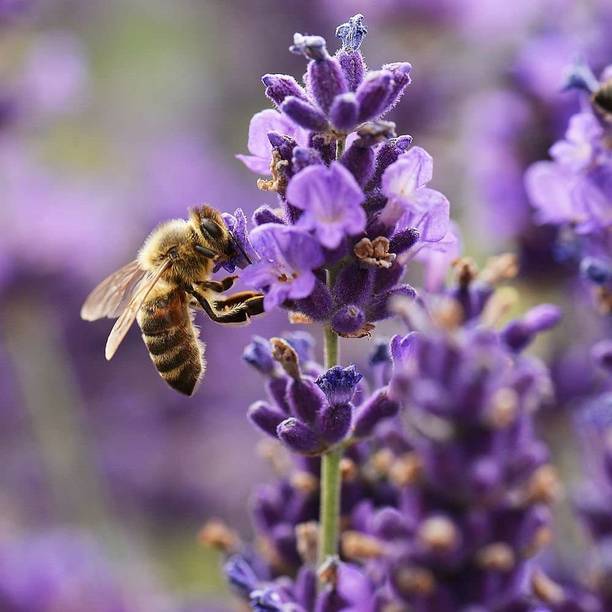 CYBEXIS VXI-19 - Lavender (Lavandula angustifolia) - (2250 Seeds) Seed
