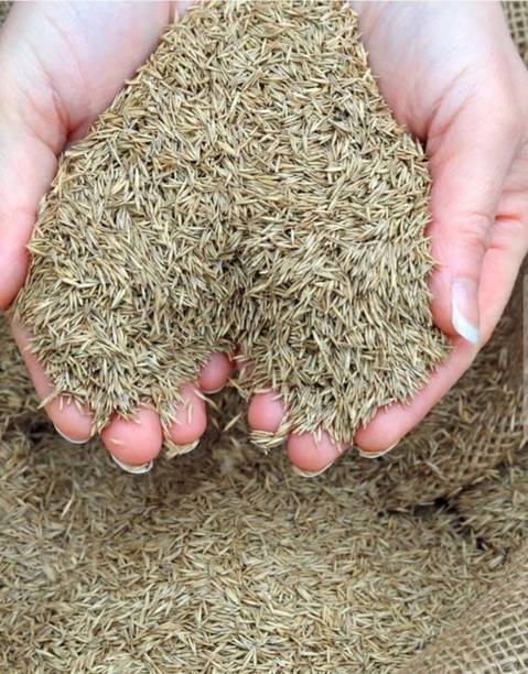 Vida Verde Mexican lawn grass seeds, Carpet Grass seeds Seed