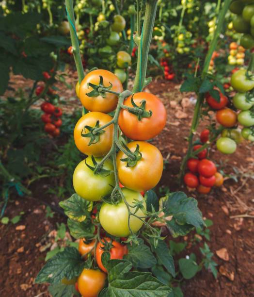 BJUBAS tomato Seed