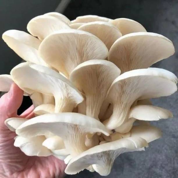 Mayabon Best Original Oyster mushroom seed,organic,Healthy,Vegetable Seed