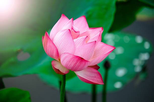 Jessica Lotus Seed