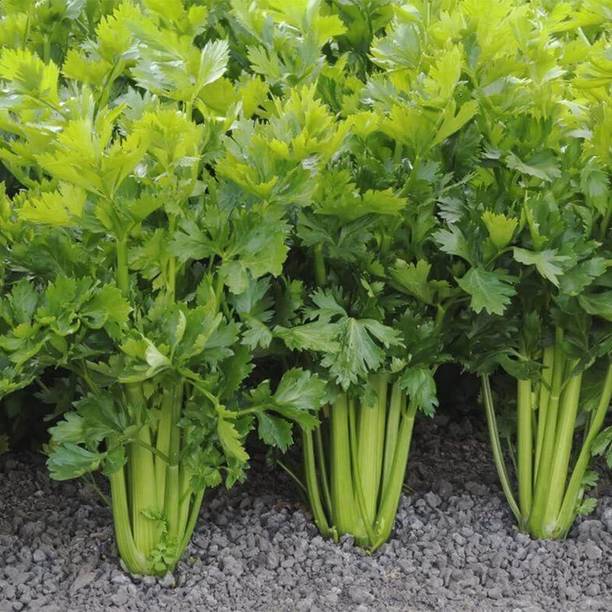 CYBEXIS XLL-1 - Certified Organic Utah Celery - (2250 Seeds) Seed