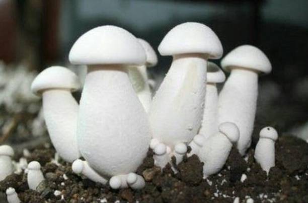 chiku Mushroom Seed Seed