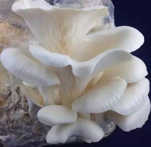 chiku Mushroom Seed Seed