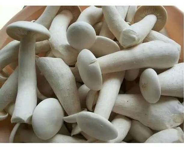 GREENSEA Mushroom Seed