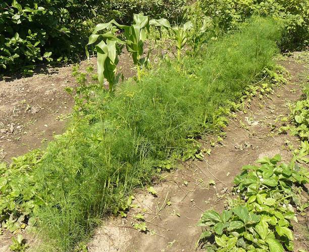 WILLVINE LX-140 Mushroom's Dill Seeds Seed