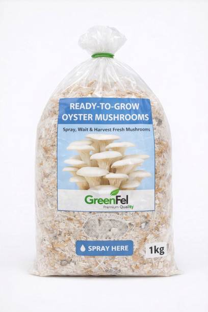 Dutta No Soil Needed Mushroom Grow Kit, Ready Oyster Mushroom Bed 1 KG Seed