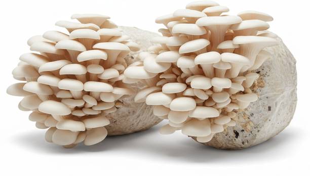 grenfel oyster Mushroom Grain Spawn Seeds 407g Home Farming High-Performance Mycelium Seed