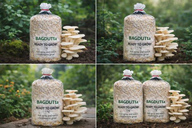 Dutta Oyster Mushroom Ready Bed 1KG | Daily Water Spray | Home Grow Seed
