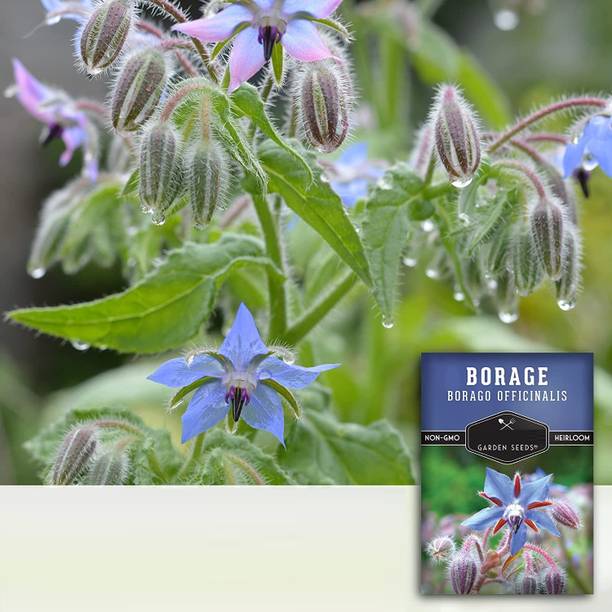 CYBEXIS PAU-28 - Blue Borage Herb - (1350 Seeds) Seed