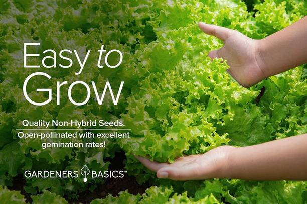 CYBEXIS XLR-23 - Green Leaf Lettuce For Planting - (1350 Seeds) Seed