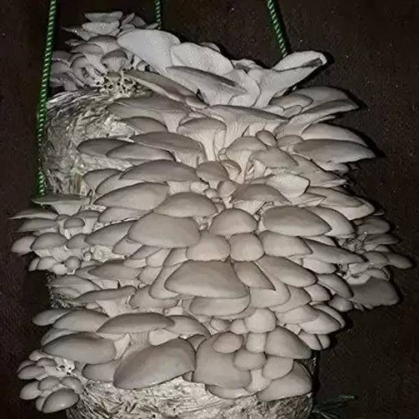 chiku Mushroom Seed Seed