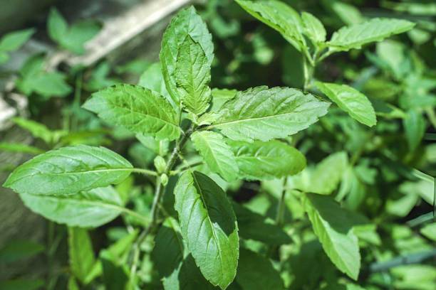 ARTA Green Tulsi Seeds For Gardening Seed