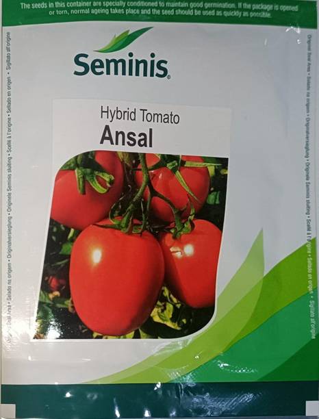 seminis Hybrid Tomato Ansal Seed