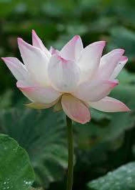 CARIBBEAN LOTUS SEEDS Seed