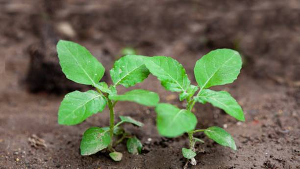 Pbevergreen Rama Tulsi Seeds, Holy Basil Seed