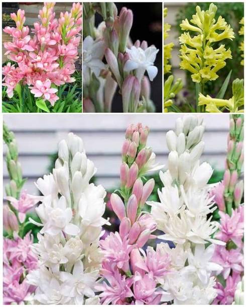 SMGOLD Rajnigandha Multicolor Flower Seed