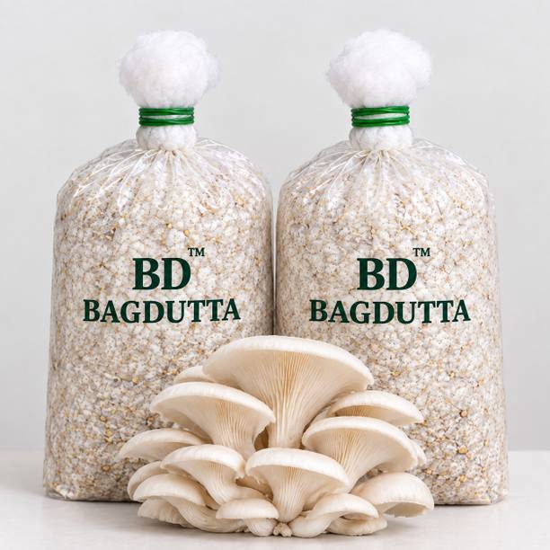 BAGDUTTA Oyster Mushroom Seeds | Mushroom Spawn Seeds for Home Growing & Cultivation Seed