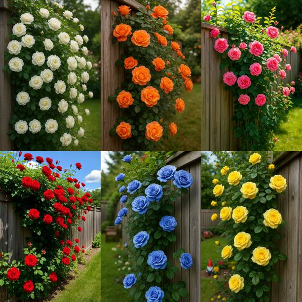 Seedsilk Rose Seeds for Home Gardening | High germination rate Seed