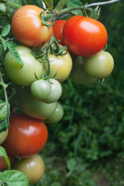 SEEDSKLUB tomato Seed