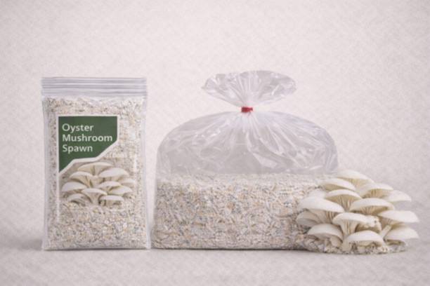 Dutta White Oyster Mushroom Spawn (1st Generation CO2 Variety) - Includes 2 Grow Bags Seed